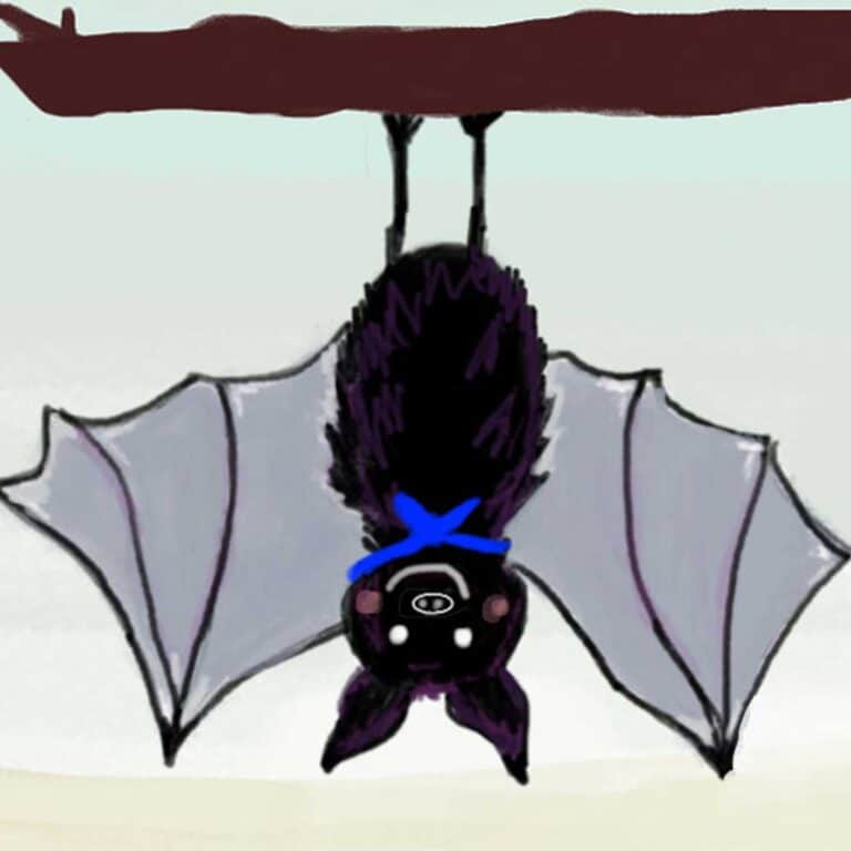 Die Fledermaus Carlo