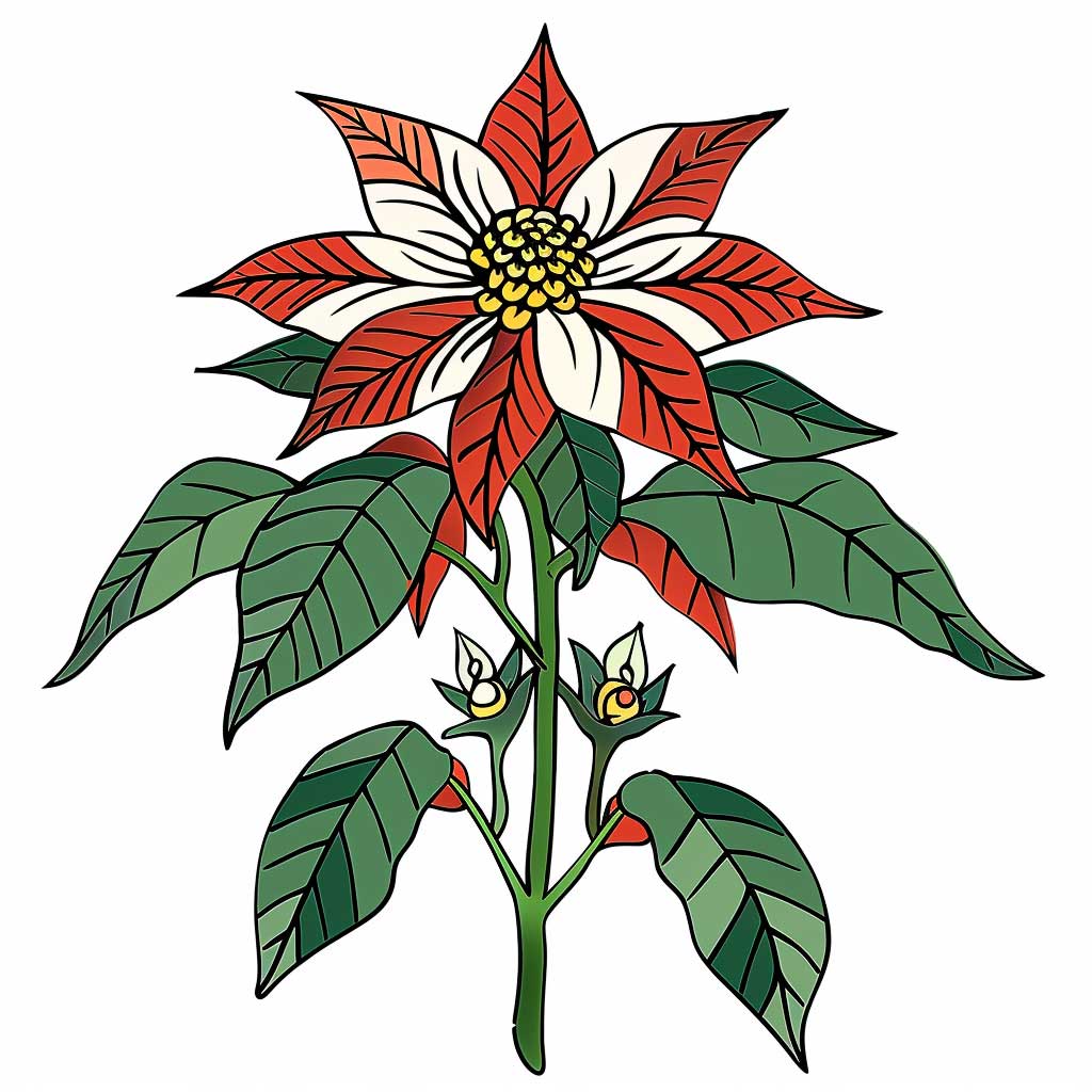 Geburtsblume Dezember Weihnachtsstern